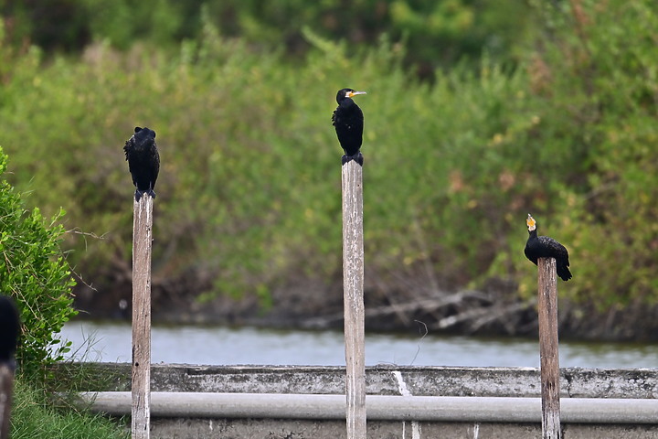點我看大圖 Z50+600mm+1.4X遠距拍魚鷹,動態區域AF跟得上,但需高速記憶卡。