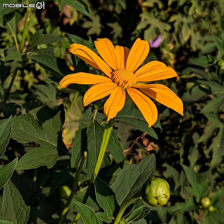 蝴蝶 台南市安南區歷史博物館 11/09