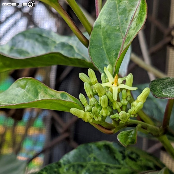 蝴蝶 台南市安南區歷史博物館 11/09