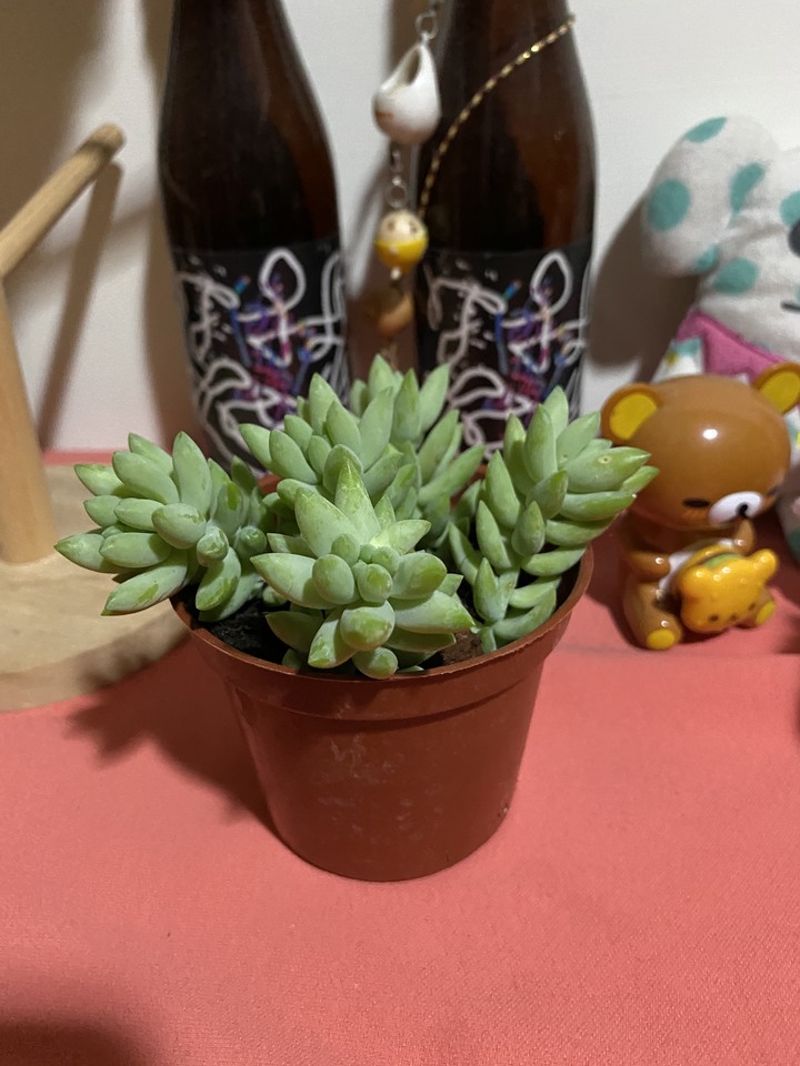 植物送養