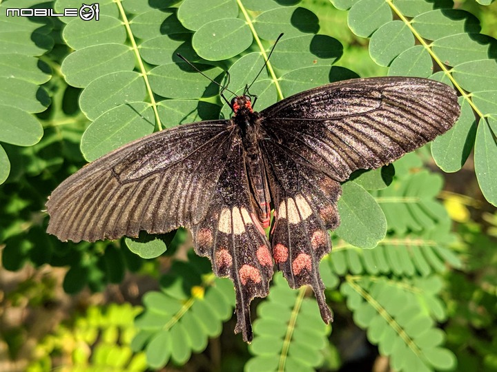 蝴蝶 台南市安南區歷史博物館 11/09