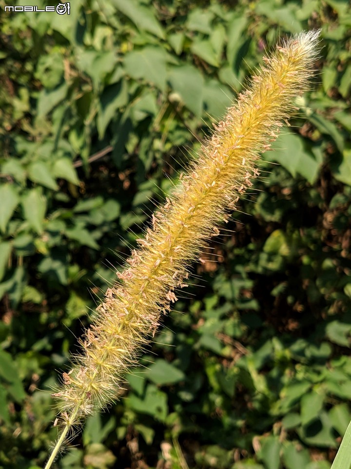 小花蔓澤蘭 台南市歸仁區台86旁便道 11/10