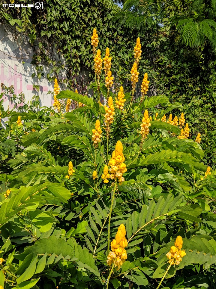 小花蔓澤蘭 台南市歸仁區台86旁便道 11/10