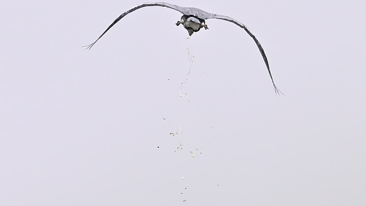 Z50可以勝任拍鳥：八哥趕老鷹，鸕鶿壯盛大軍說明，但不要加倍鏡，要加電池。