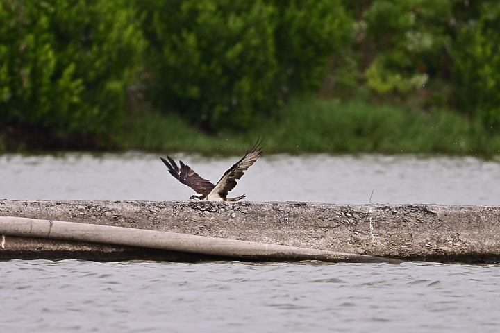 點我看大圖 Z50+600mm+1.4X遠距拍魚鷹,動態區域AF跟得上,但需高速記憶卡。
