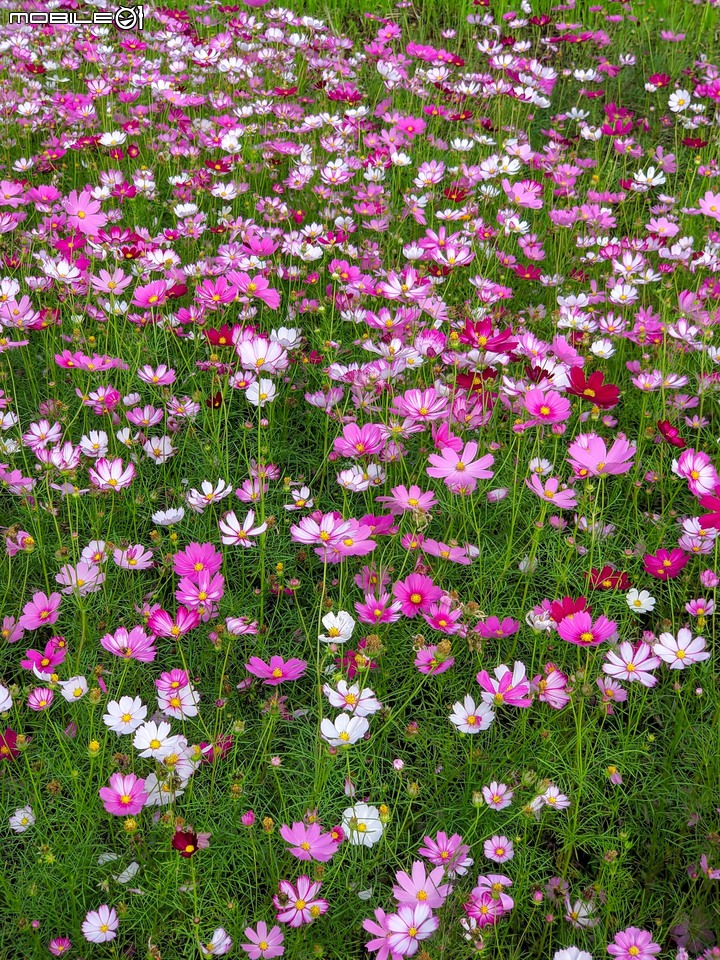 波斯菊花海+毛茉莉 台南市後壁區南80鄉道 11/16