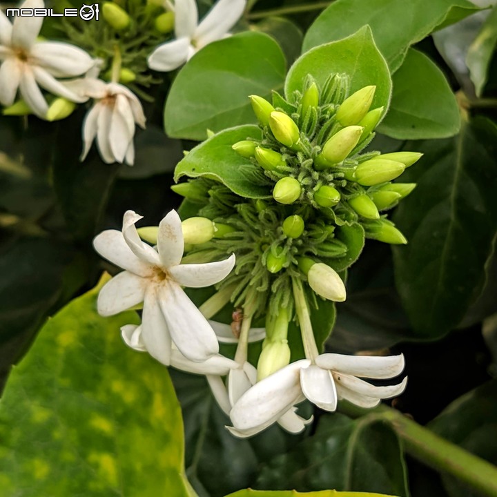 波斯菊花海+毛茉莉 台南市後壁區南80鄉道 11/16