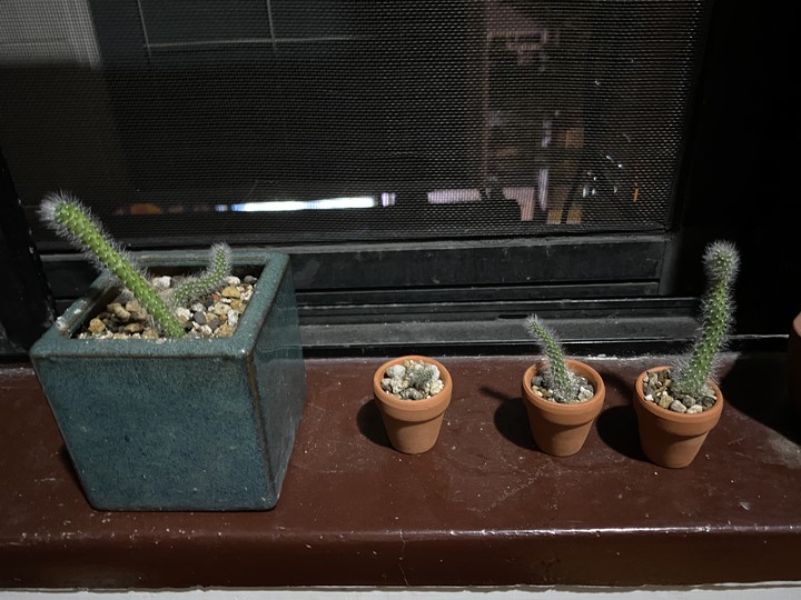 植物送養