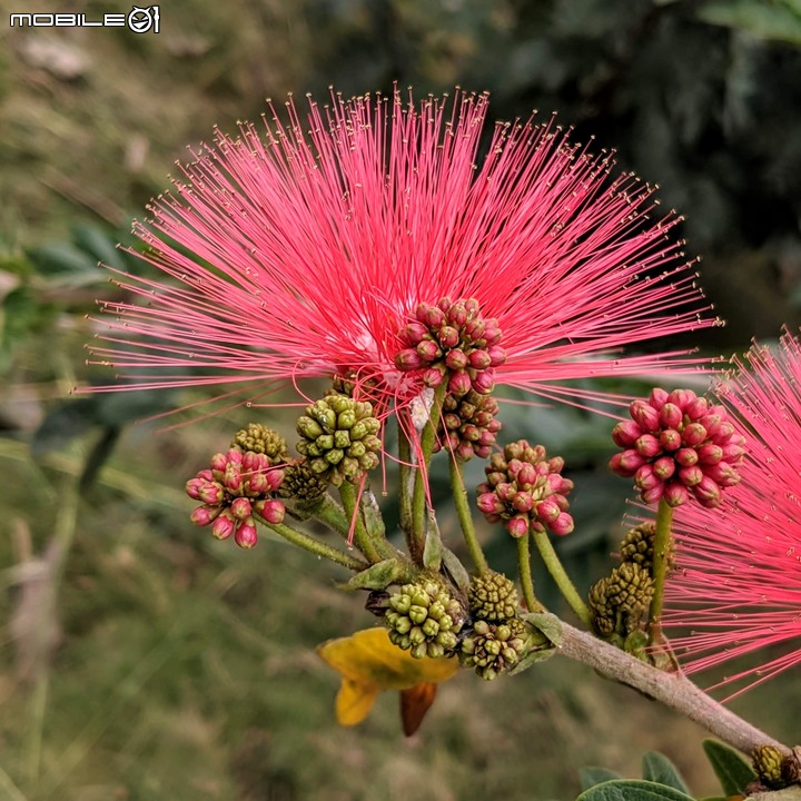 紅合歡(紅絨球)+錫葉藤 台南市柳營區太康綠色隧道旁 11/16