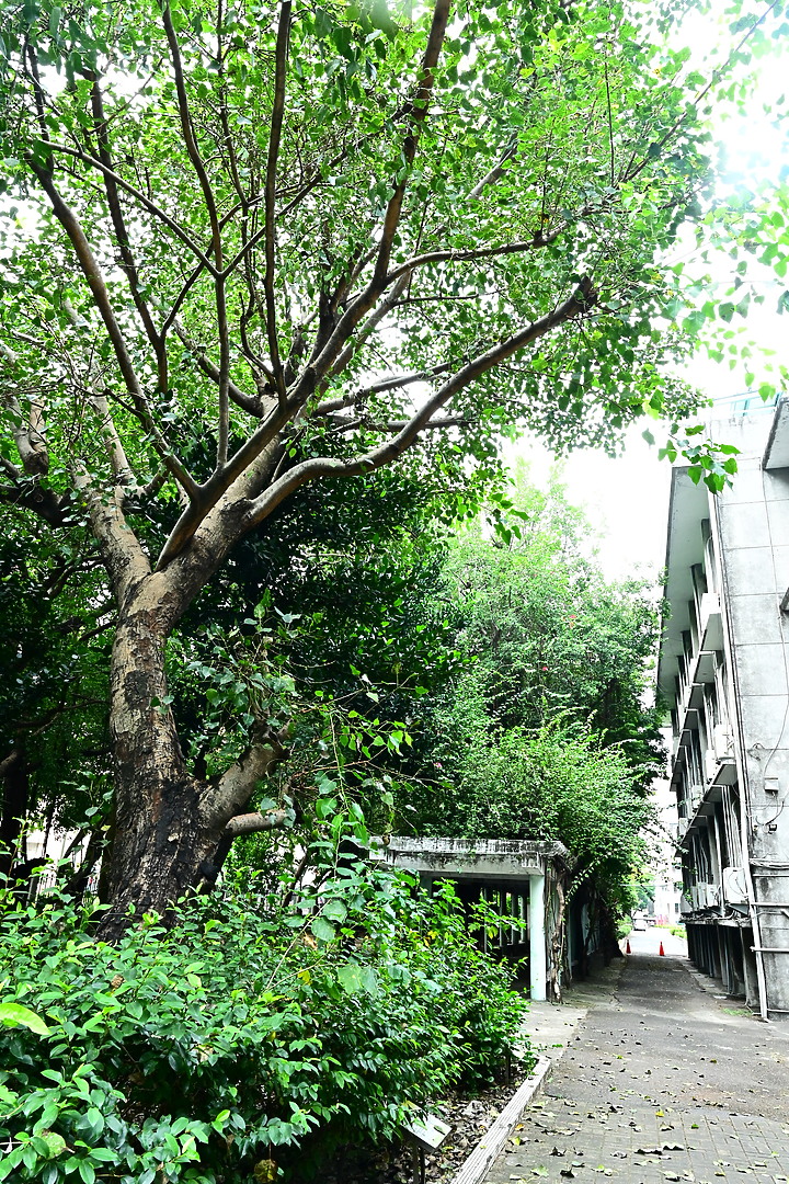 點我看大圖 Z7+14-30mm F4.0 S實拍600多人大合照:高雄女中77級78級畢業30重聚