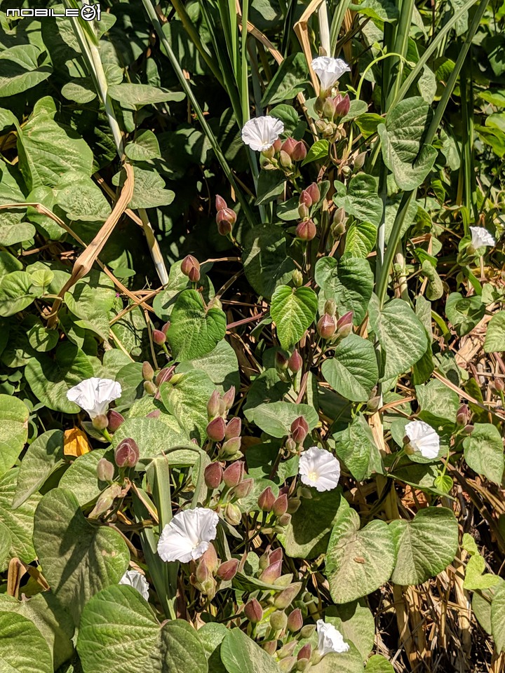 小花蔓澤蘭 台南市歸仁區台86旁便道 11/10