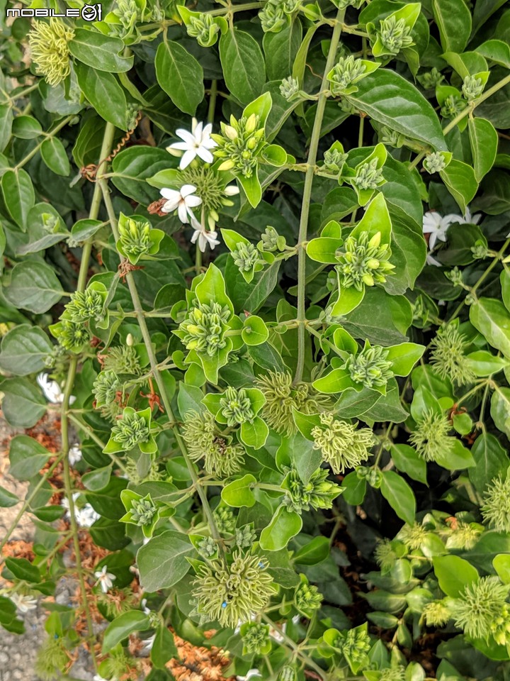 波斯菊花海+毛茉莉 台南市後壁區南80鄉道 11/16