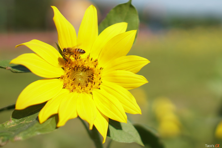 [分享] 冷門搭配A6500+Nikon 28mm F1.8G