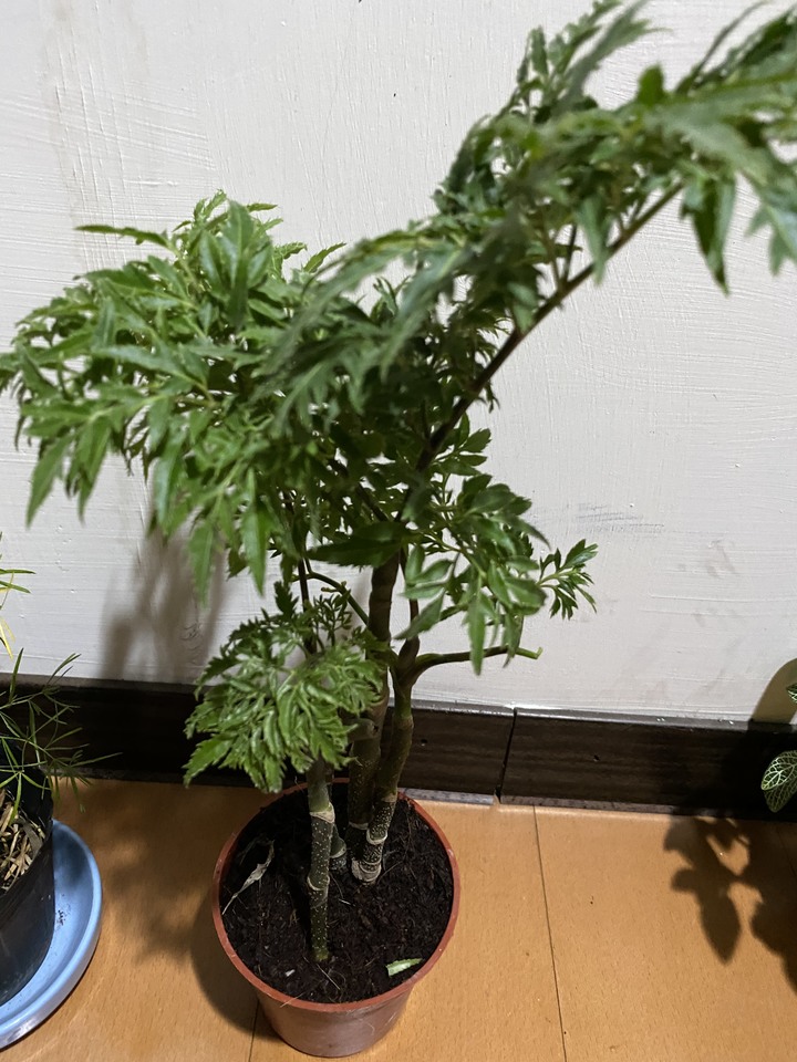 植物送養
