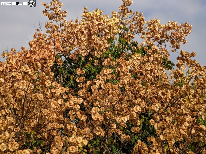 台灣葛藤 台南市歸仁區台86旁便道 11/01