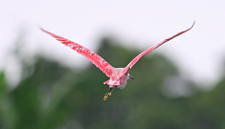 Z7+600+1.4X如願拍到夢眜以求的小紅鷺，它真是美！