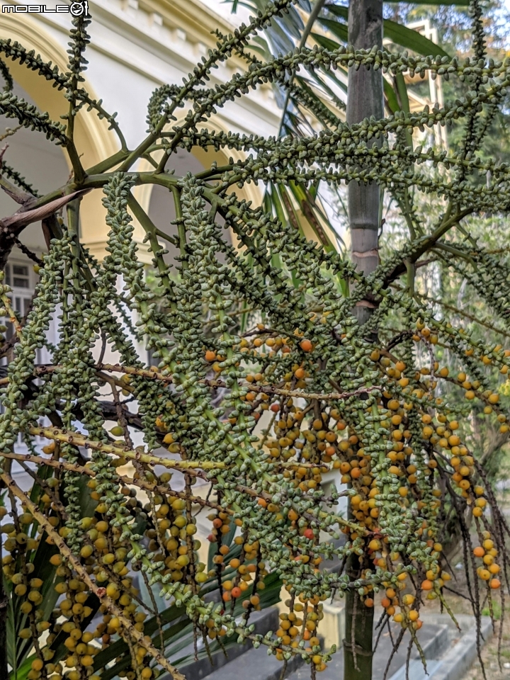 洋紫荊 高雄市橋頭區橋頭糖廠 11/01