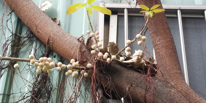 詢問植物名（綠繡眼愛吃）