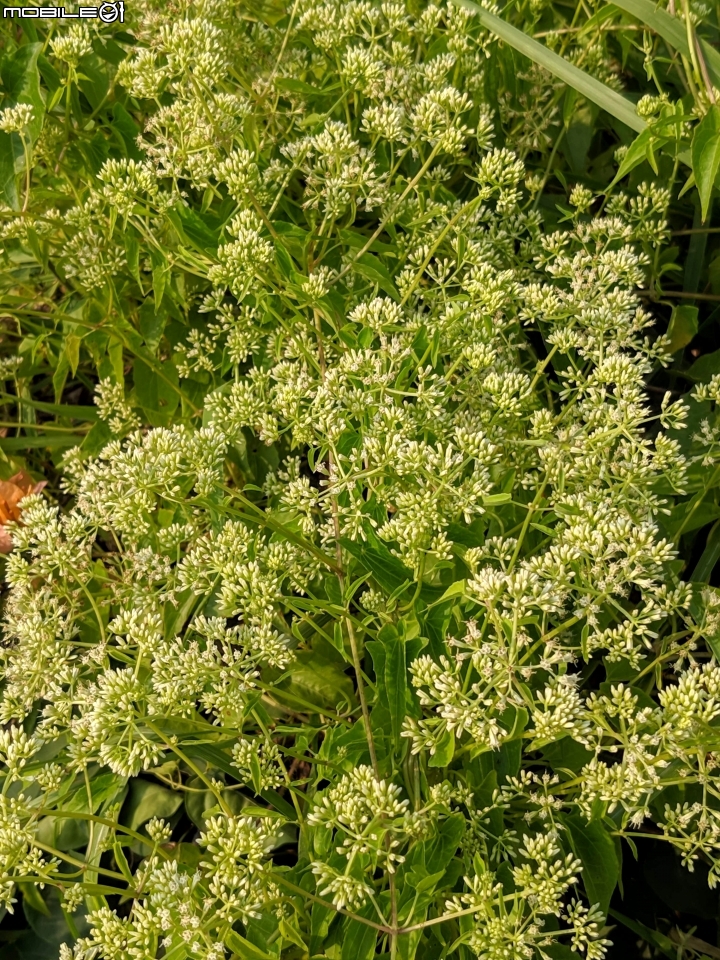 洋紫荊 高雄市橋頭區橋頭糖廠 11/01