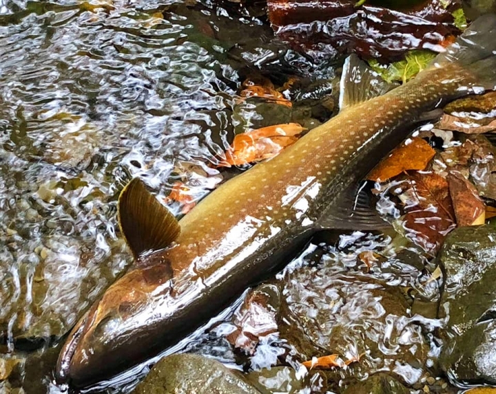 Fishing Traveler (環球釣者) - 感謝日本Huerco職業釣手帶釣 - 巨物狗鮭和粉紅鮭的逆襲、日本雨鱒、彩虹鱒爆釣！- Part 2