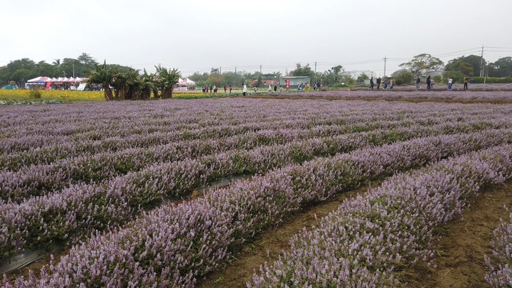 [樂山童盟] [桃園楊梅] 2019桃園仙草花節~紫色地毯閃亮你的眼
