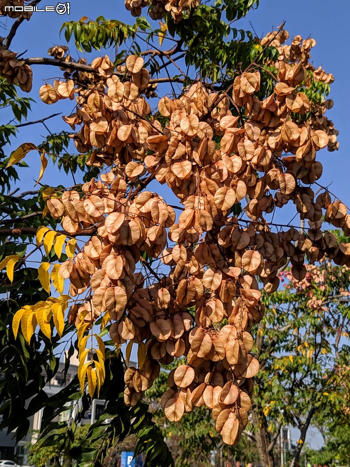 蝴蝶 台南市安南區歷史博物館 11/09