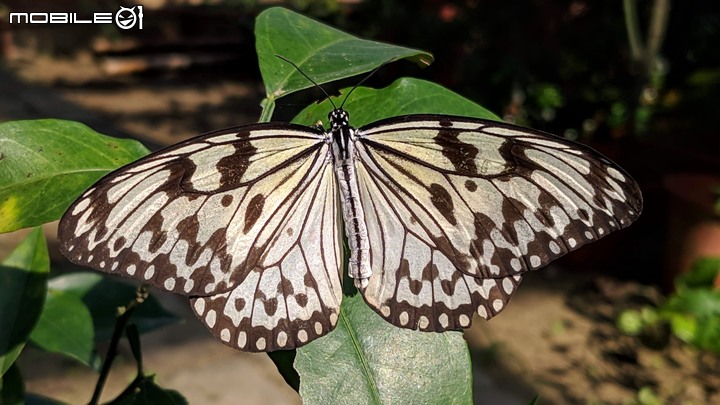 蝴蝶 台南市安南區歷史博物館 11/09