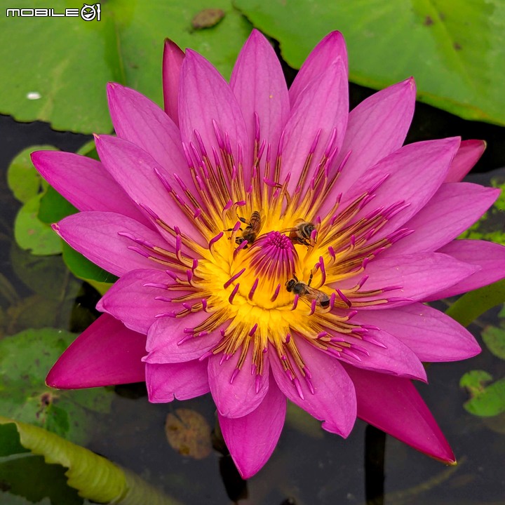 紅合歡(紅絨球)+錫葉藤 台南市柳營區太康綠色隧道旁 11/16