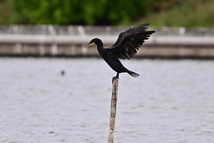 點我看大圖 Z50+600mm+1.4X遠距拍魚鷹,動態區域AF跟得上,但需高速記憶卡。
