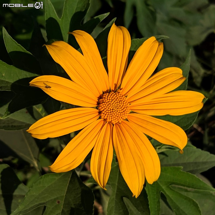 蝴蝶 台南市安南區歷史博物館 11/09