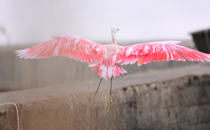 Z7+600+1.4X如願拍到夢眜以求的小紅鷺，它真是美！