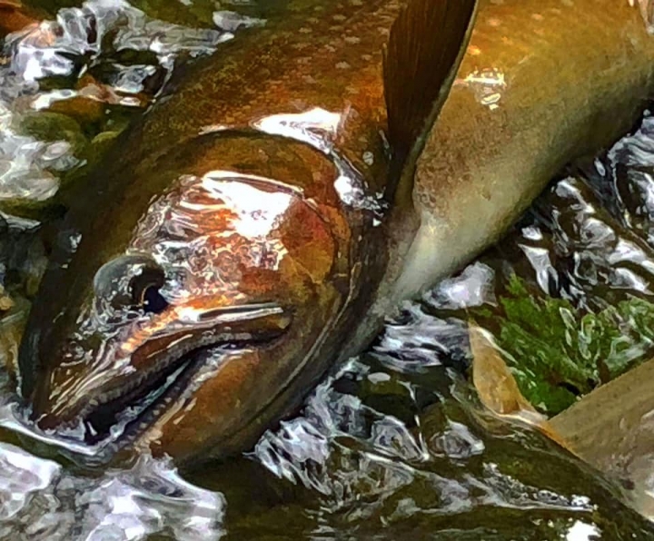 Fishing Traveler (環球釣者) - 感謝日本Huerco職業釣手帶釣 - 巨物狗鮭和粉紅鮭的逆襲、日本雨鱒、彩虹鱒爆釣！- Part 2