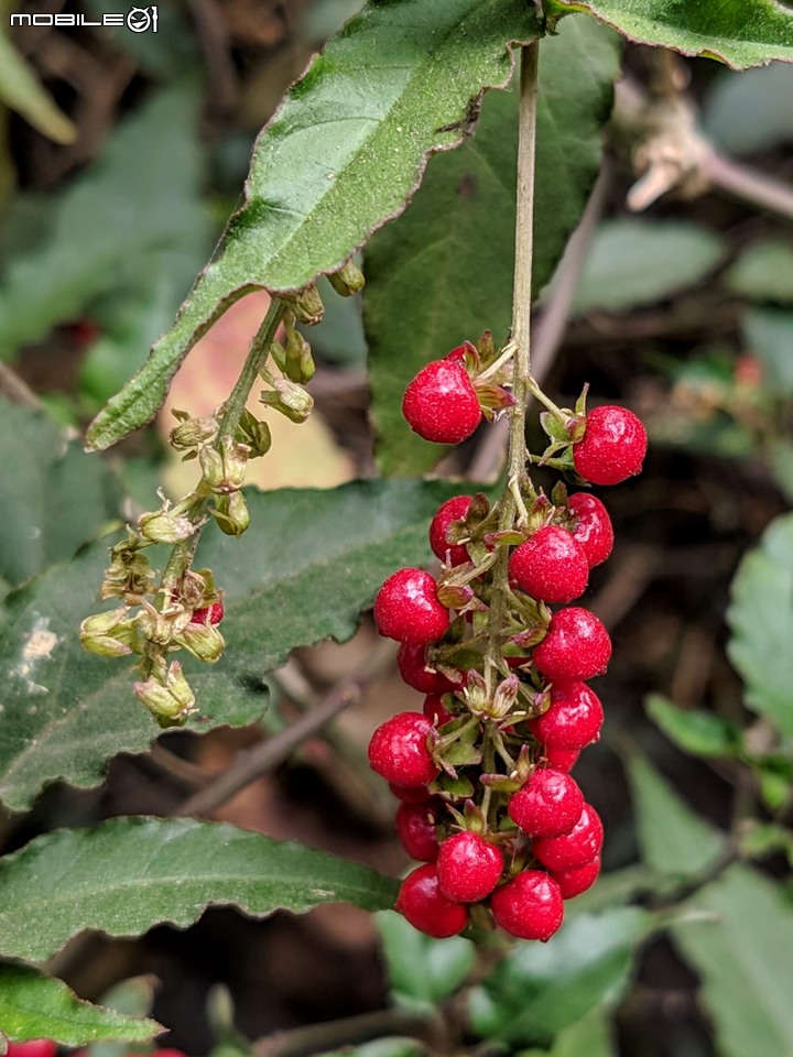 紅合歡(紅絨球)+錫葉藤 台南市柳營區太康綠色隧道旁 11/16
