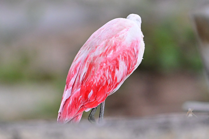 Z7+600+1.4X如願拍到夢眜以求的小紅鷺，它真是美！