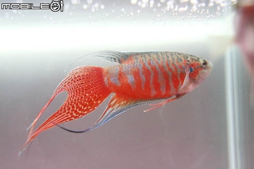 紅彩蓋斑-台灣原生種蓋斑鬥魚