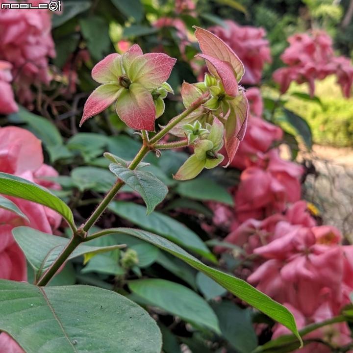 洋紫荊 高雄市橋頭區橋頭糖廠 11/01