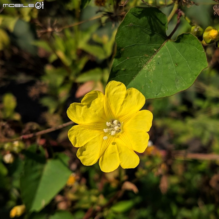 小花蔓澤蘭 台南市歸仁區台86旁便道 11/10