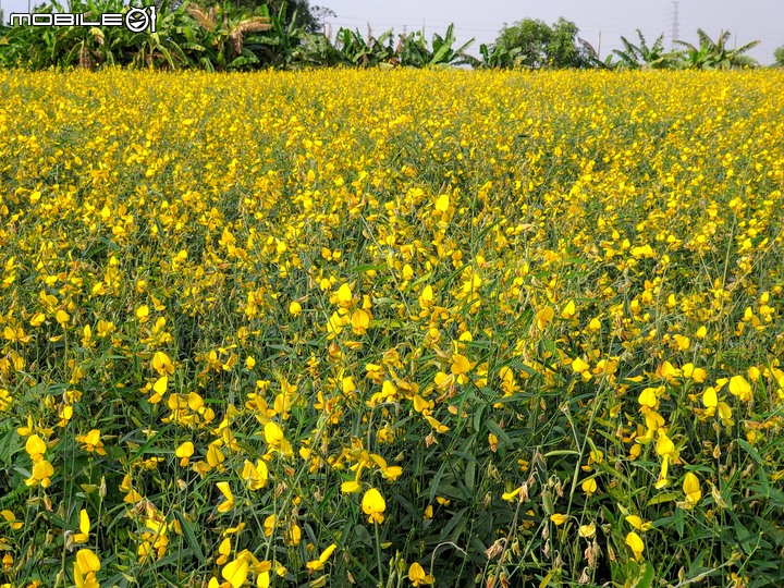 波斯菊花海+毛茉莉 台南市後壁區南80鄉道 11/16