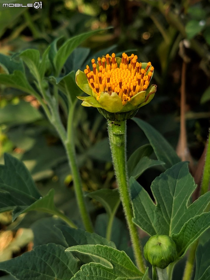 蝴蝶 台南市安南區歷史博物館 11/09