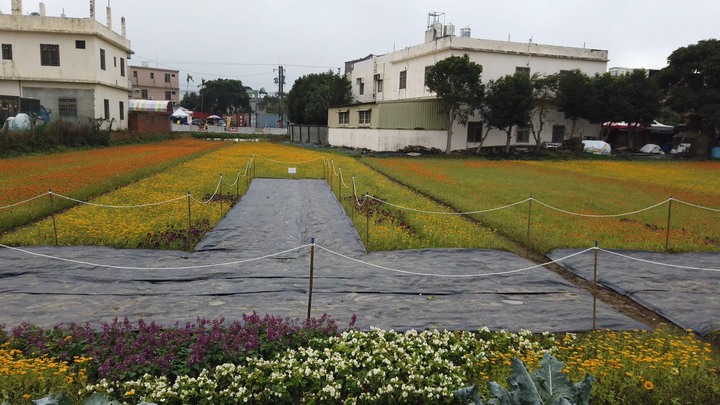 [樂山童盟] [桃園楊梅] 2019桃園仙草花節~紫色地毯閃亮你的眼