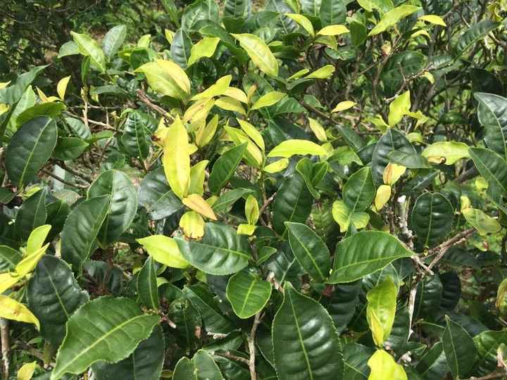 同樣是台茶18號