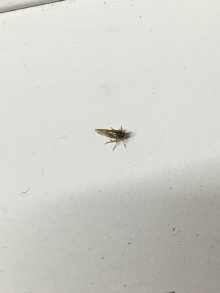 請問這是什麼飛蟲？