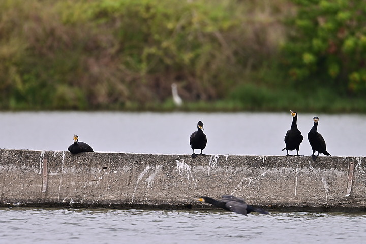 點我看大圖 Z50+600mm+1.4X遠距拍魚鷹,動態區域AF跟得上,但需高速記憶卡。
