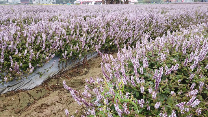 [樂山童盟] [桃園楊梅] 2019桃園仙草花節~紫色地毯閃亮你的眼