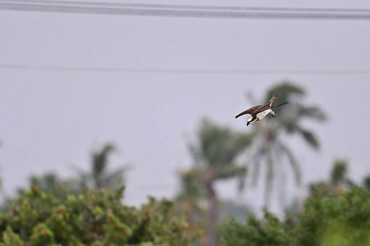 點我看大圖 Z50+600mm+1.4X遠距拍魚鷹,動態區域AF跟得上,但需高速記憶卡。