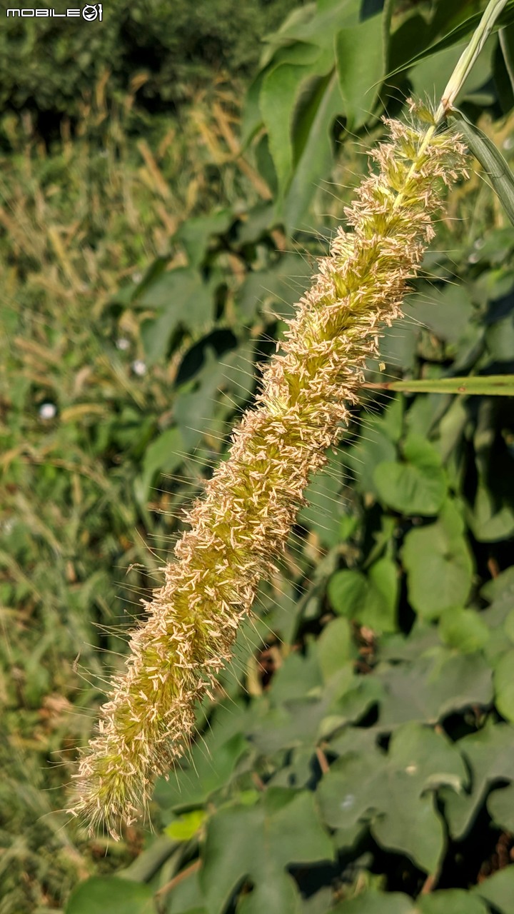 小花蔓澤蘭 台南市歸仁區台86旁便道 11/10
