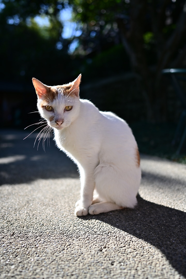 Nikon Z 24mm f/1.8 S 評測報告|體驗廣角大光圈的美好!
