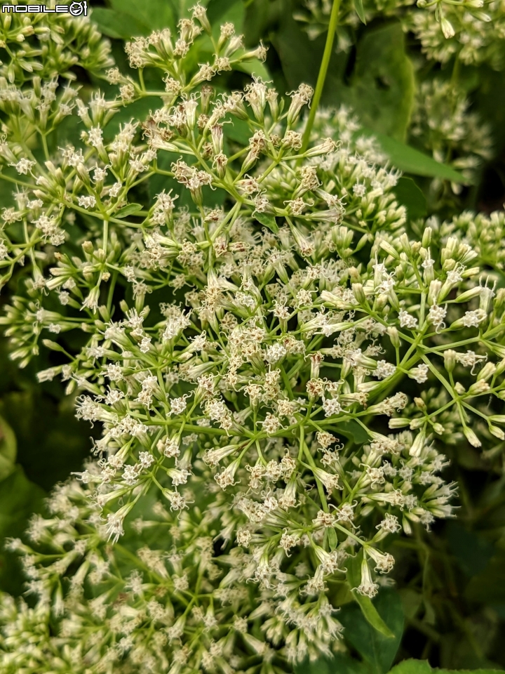 台灣葛藤 台南市歸仁區台86旁便道 11/01