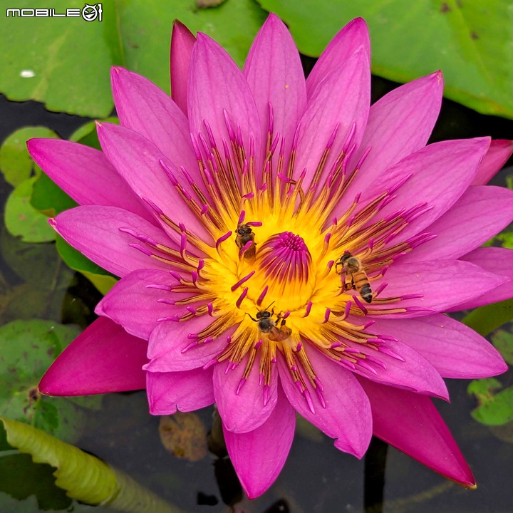 紅合歡(紅絨球)+錫葉藤 台南市柳營區太康綠色隧道旁 11/16