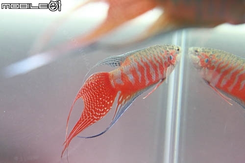 紅彩蓋斑-台灣原生種蓋斑鬥魚